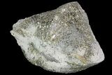 Pyrite Replaced Brachiopod (Paraspirifer) - Ohio #89720-1